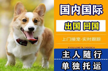 奉贤区宠物托运公司奉贤区宠物托运公司奉贤区宠物托运公司