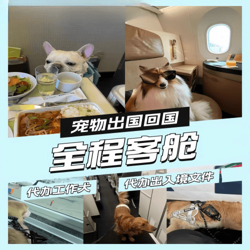 奉贤区宠物托运到白俄罗斯宠物入境规定和要求